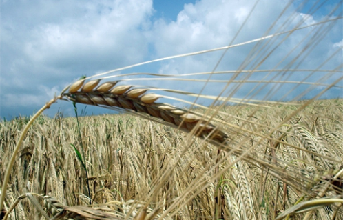 Rise in Grain Cost Will Lead to Regional Disaster