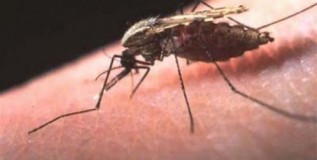 It’s Official: Morocco is Now Malaria-Free