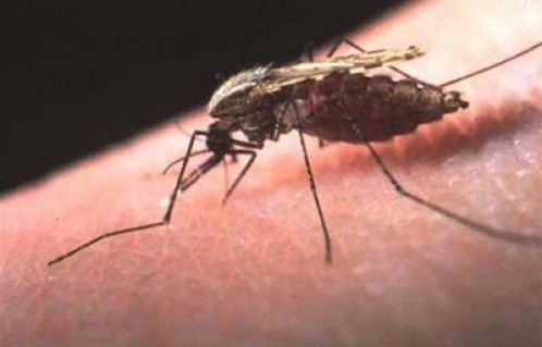 It’s Official: Morocco is Now Malaria-Free
