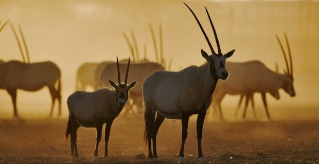Conserving Beauty: The Majestic Arabian Oryx