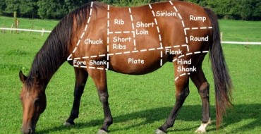 Horse Meat Furore: Time for a Trip Down Memory Lane