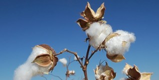 It’s ‘Summertime’ and In Jumeirah ‘The Cotton Is High’