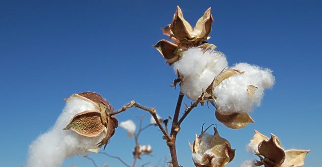 cotton-plant