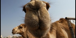 Camel Milk Woes Rising on MERs Link