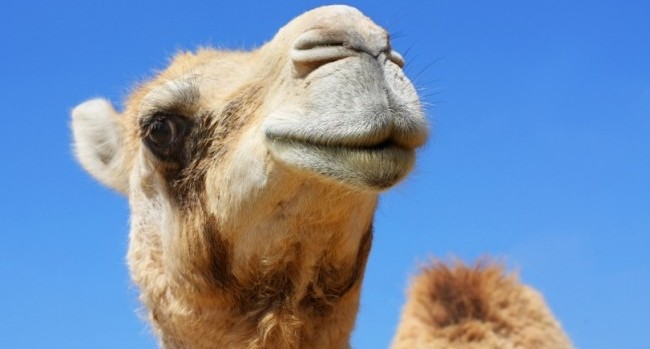 Desert Elixir: The Miraculous Powers of Camel Milk